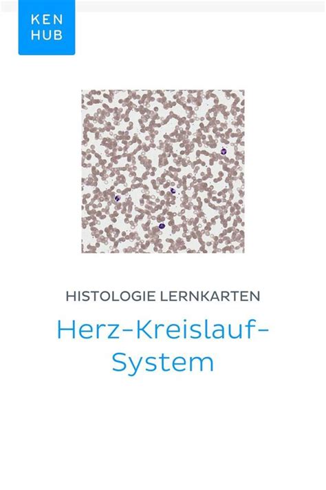 download Histologie Lernkarten: Herz-Kreislauf-System